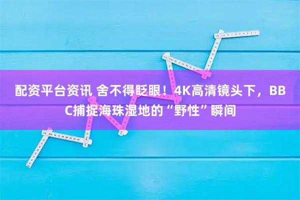 配资平台资讯 舍不得眨眼！4K高清镜头下，BBC捕捉海珠湿地的“野性”瞬间